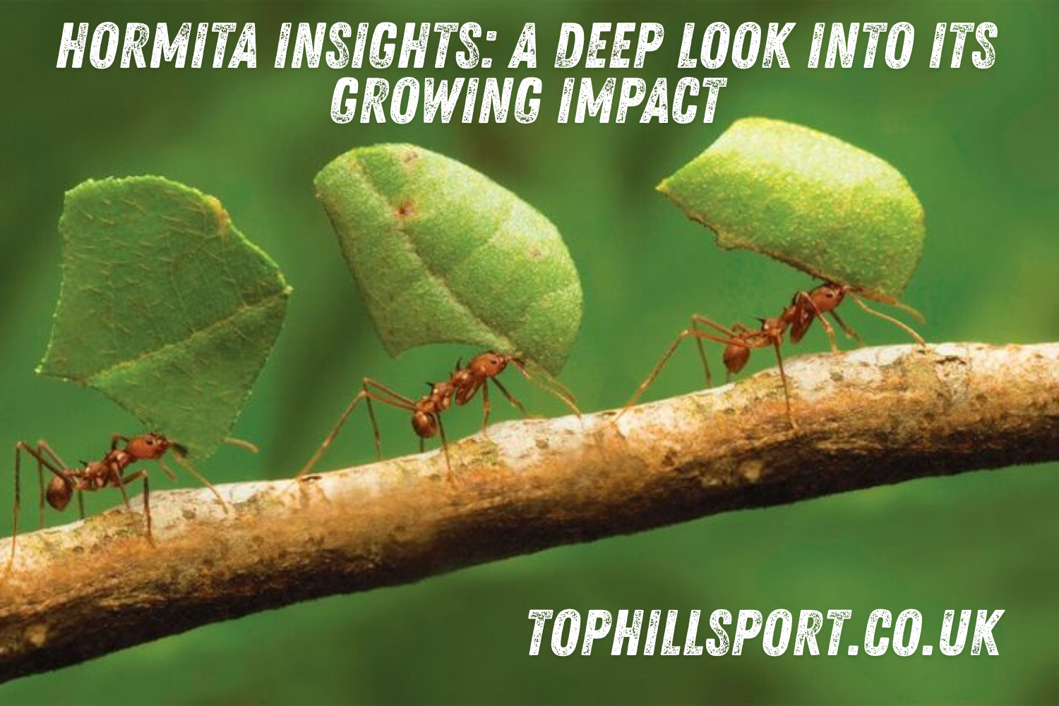 Hormita Insights: A Deep Look Into Its Growing Impact